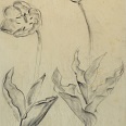 Ernst Nepo "2 Tulpen" 1923, Kohle, 40 x 28 cm